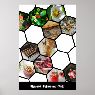 Póster Collage de historia Fresas, polinizadores y rendim