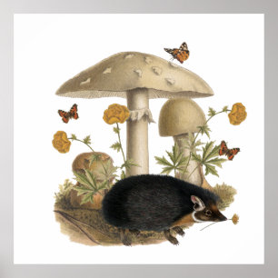 Póster Collage de Ilustracion botánico de hongos