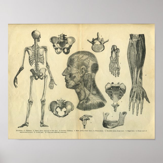 Póster Collage de Ilustraciones anatómicos del cuerpo (Frente)