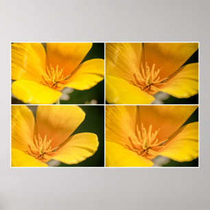 Póster Collage de la amapola de California