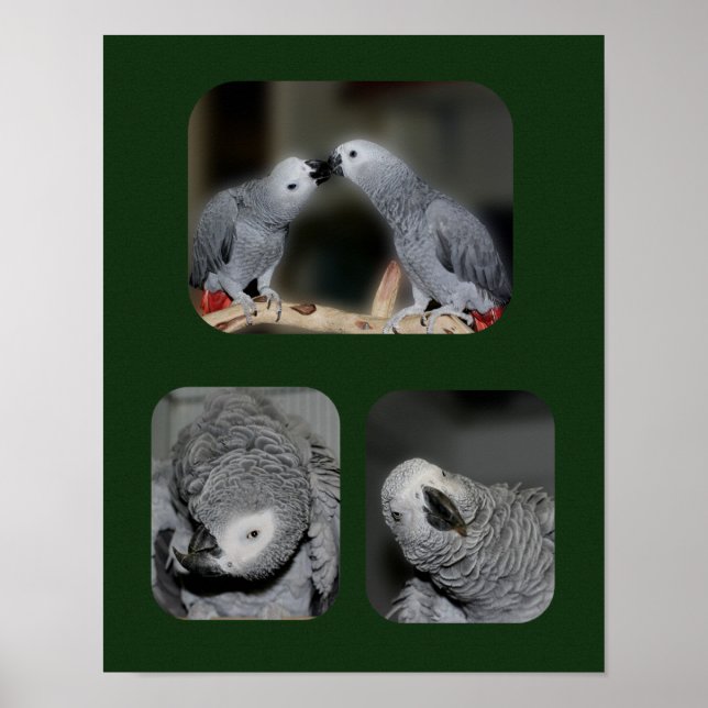 Póster Collage de loro gris africano (Frente)