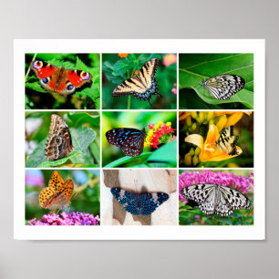 Póster Collage de mariposas espléndidas, 9 fotos