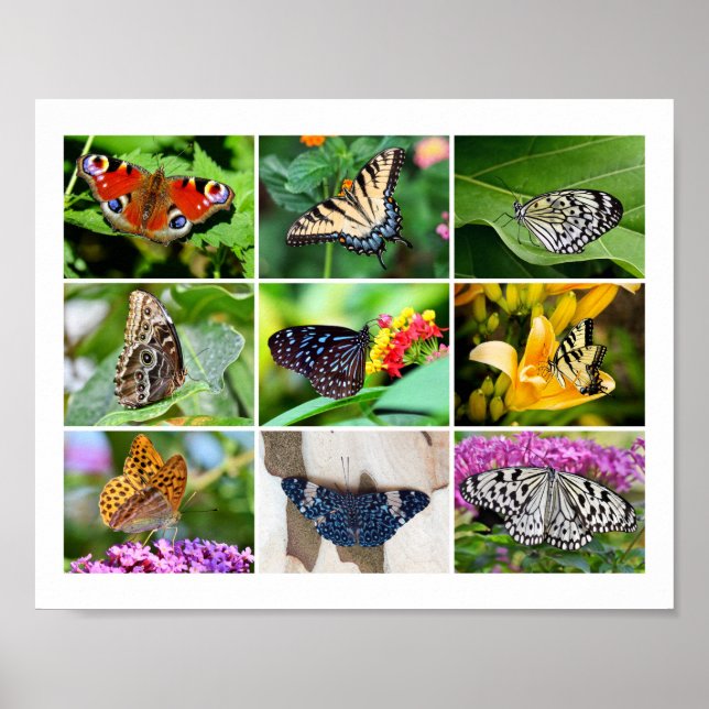 Póster Collage de mariposas espléndidas, 9 fotos (Frente)