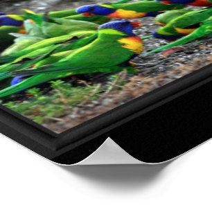Póster Collage de observadores de aves australianos