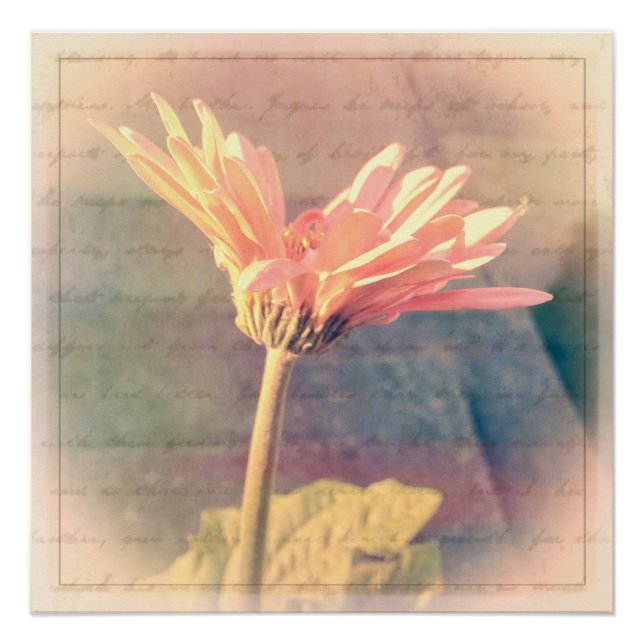 Póster Collage de Pink Gerbera Daisy (Anverso)