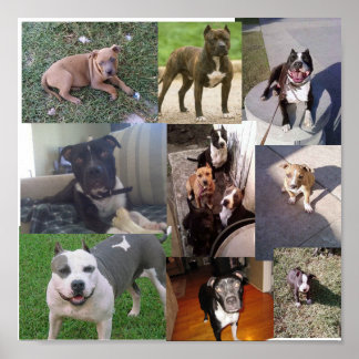 PÓSTER COLLAGE DE PITBULL BREED