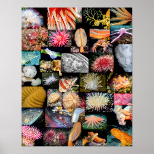 Póster Collage de vida marina de Columbia Británica