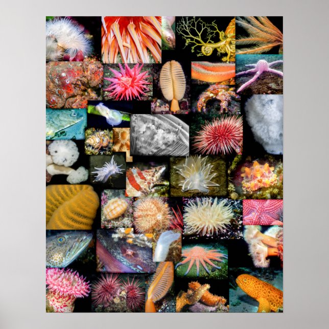 Póster Collage de vida marina de Columbia Británica (Frente)