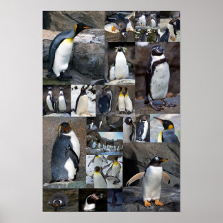 Póster Collage de Zoo Penguins Poster de fotografía