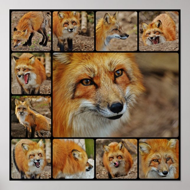Póster Collage de zorro (Frente)