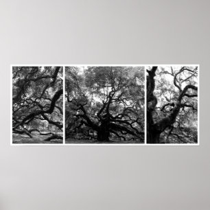 Póster Collage del árbol del ángel