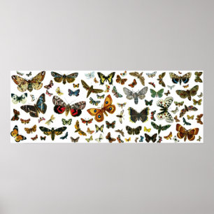 Póster Collage europeo de mariposa