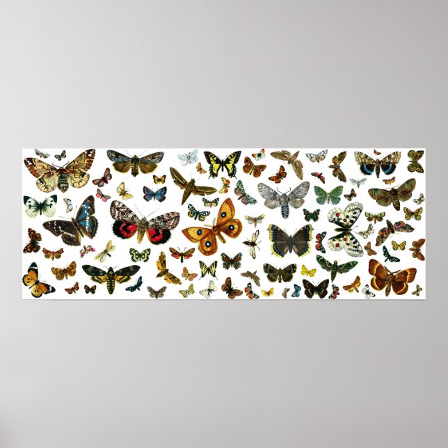 Póster Collage europeo de mariposa (Frente)