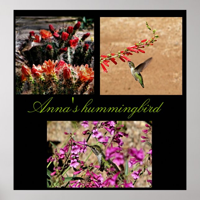 Póster Collage impreso del colibrí de Anna... (Frente)