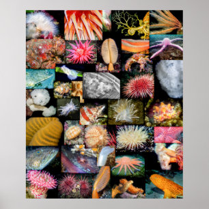 Póster Collage sobre la vida marina en Columbia Británica