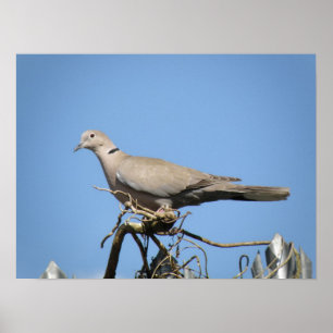 Póster Collared Dove Print
