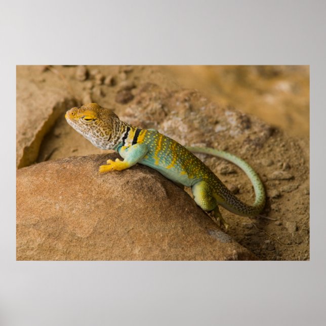 Póster Collared Lizard (Frente)