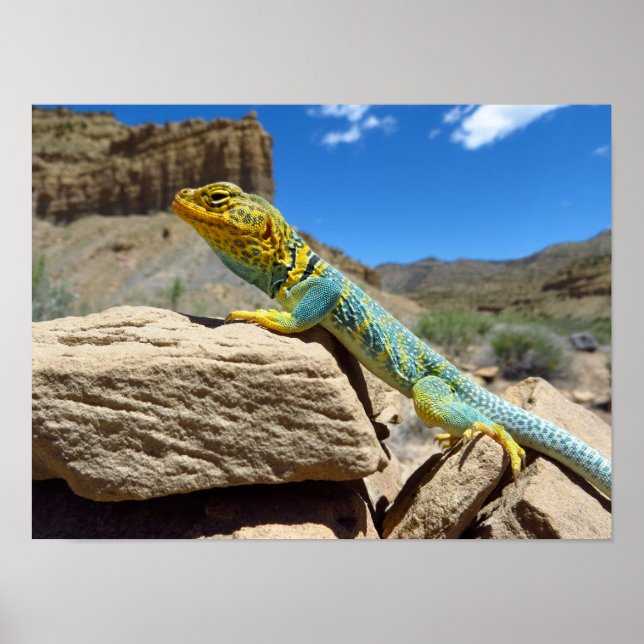 Póster Collared Lizard cerca de Thompson Springs (Frente)