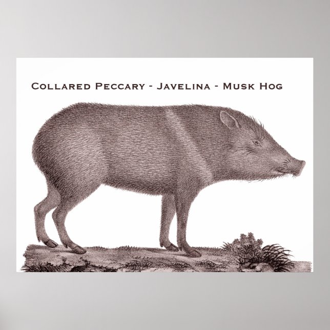 Póster Collared Peccary - Javelina - Musk Hog - Tayaussa (Frente)