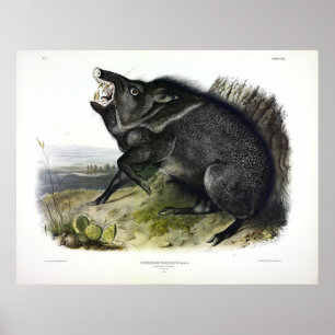 Póster Collared Peccary, o Javelina (Dicotyles tajacu)