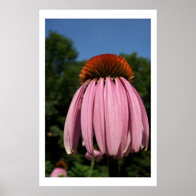 Póster Collassal Echinacea (Frente)