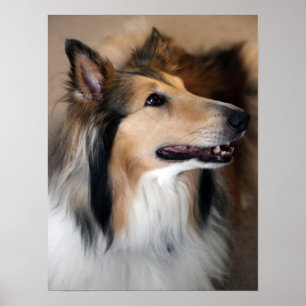 Póster Collie