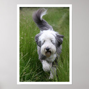 Póster Collie con barba en la hierba alta