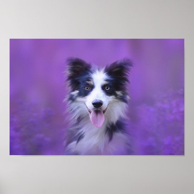 Póster Collie de borde blanco y negro (Frente)
