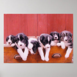 Póster Collie de borde cachorros en pintura de cajón