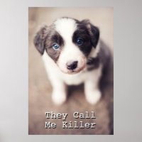 Collie de borde con ojos azules