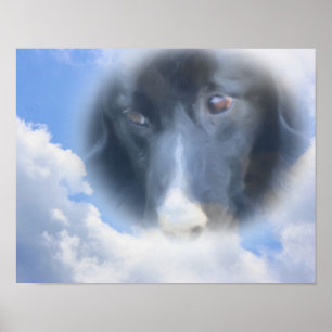 Póster Collie de borde mirando desde arriba