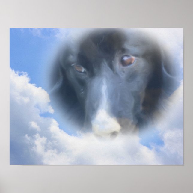 Póster Collie de borde mirando desde arriba (Frente)