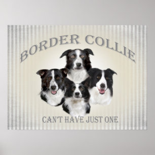 Póster Collie de borde no puede tener un solo Poster