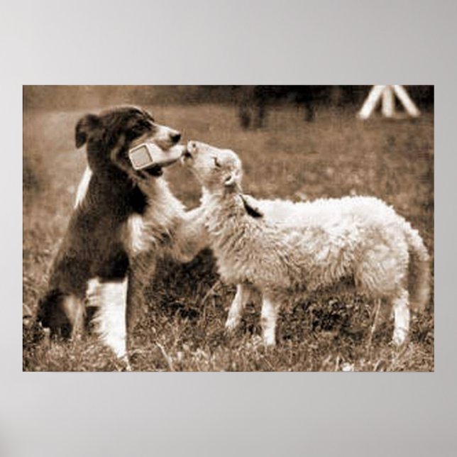 Póster "Collie de borde y cordero"~Poster (Frente)