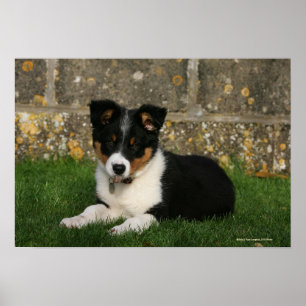 Póster Collie de frontera con pipa con hoja en boca