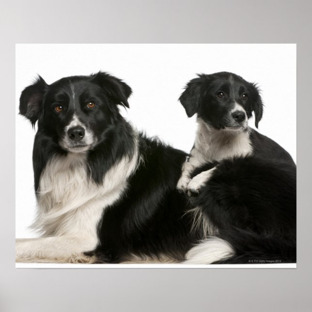 Póster Collie de frontera madre y cachorro (Frente)