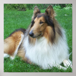 Póster Collie en el Poster de hierba