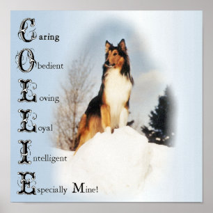Póster Collie es... Rough Collie Art