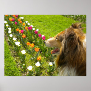 Póster Collie N More Tulips Poster