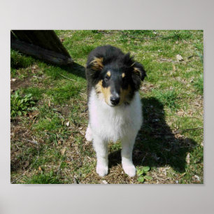 PÓSTER COLLIE PUPPY