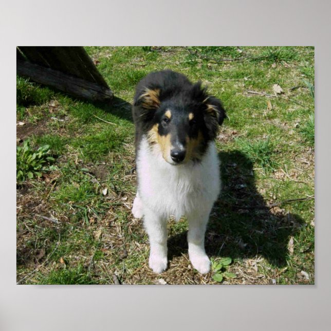 PÓSTER COLLIE PUPPY (Frente)