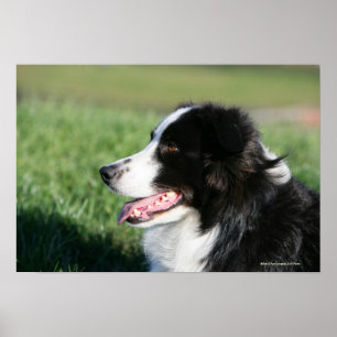 Póster Collie Puppy borde Abajo