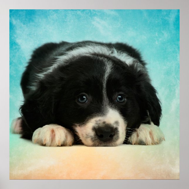 Póster Collie Puppy de borde (Frente)