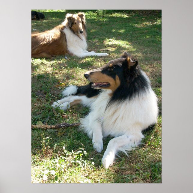 Póster Collies At Rest-Poster (Frente)