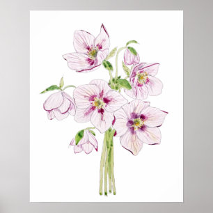 Póster colmena de flores de hellebores rosa