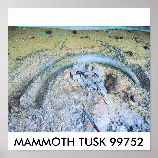 Póster colmillo (2), MAMMOTH TUSK 99752 (Frente)