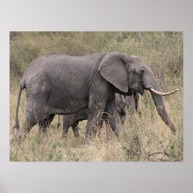 Póster colmillo de elefante (Frente)