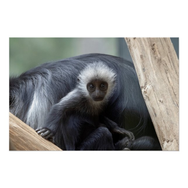 Póster Colobus polykomos (Anverso)