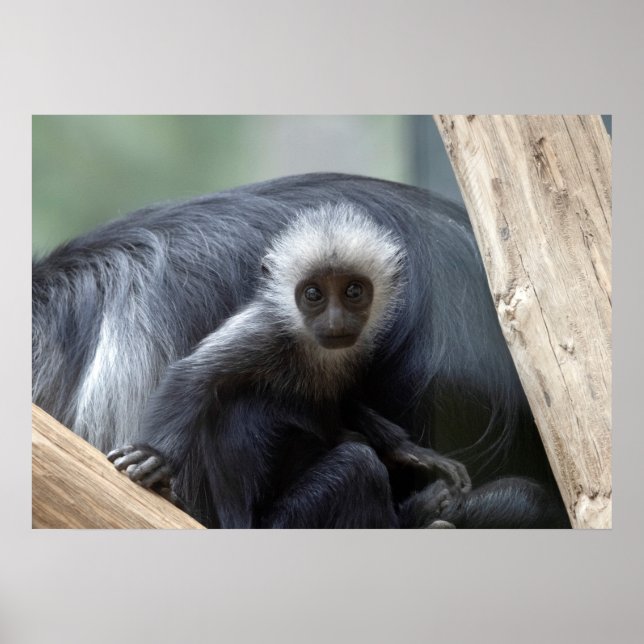 Póster Colobus polykomos (Frente)