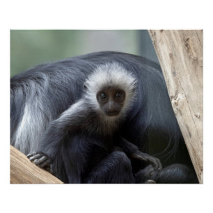 Póster Colobus polykomos
